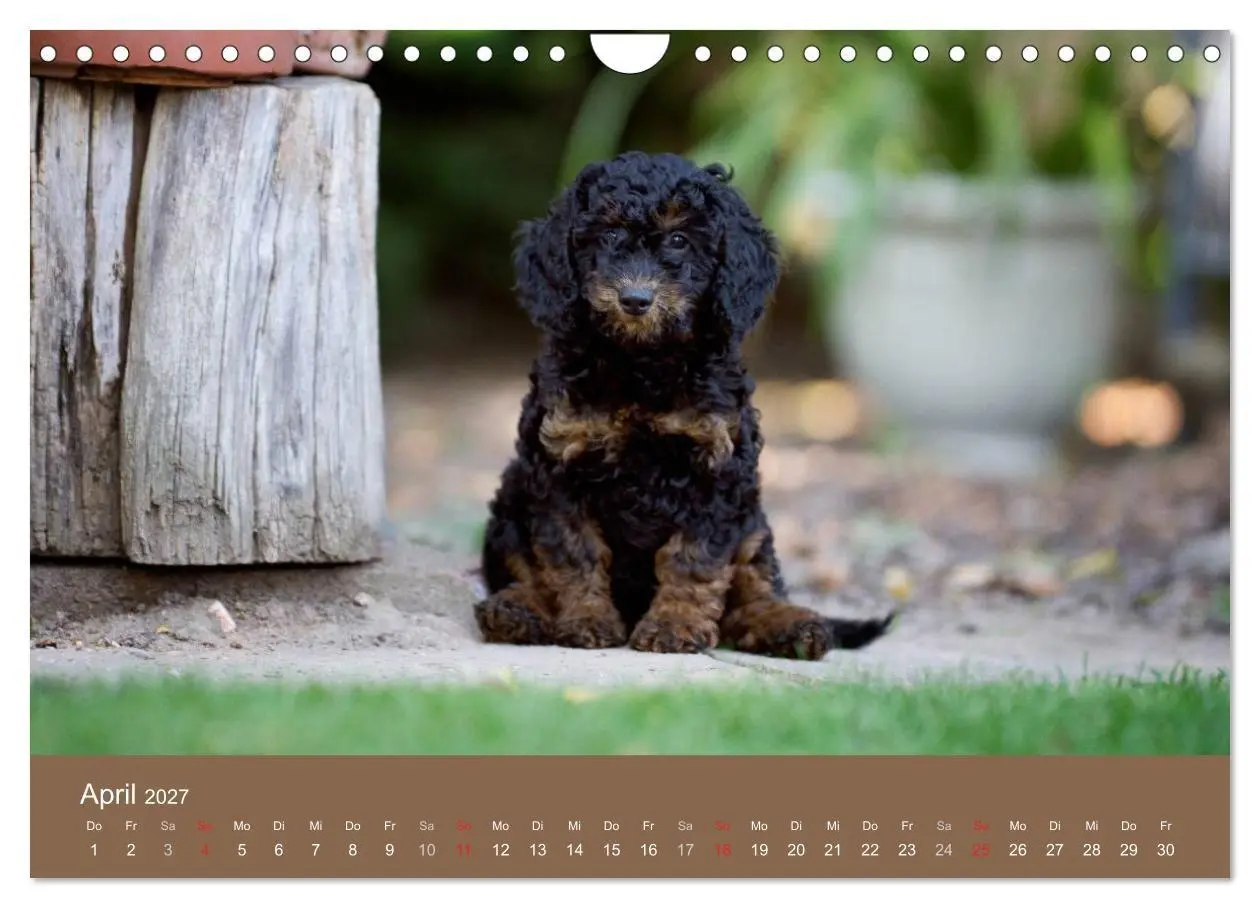 Bild: 9783594152072 | Pudel (Wandkalender 2027 DIN A4 quer), CALVENDO Monatskalender | Noack