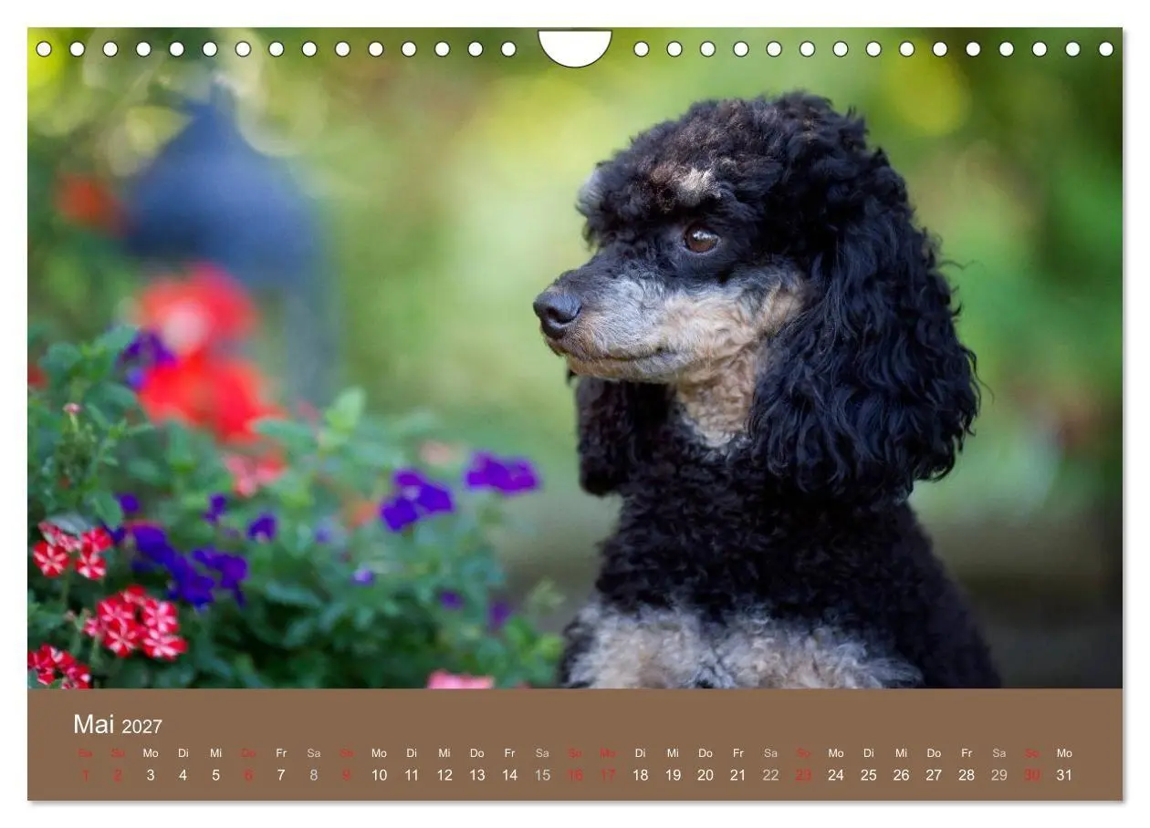 Bild: 9783594152072 | Pudel (Wandkalender 2027 DIN A4 quer), CALVENDO Monatskalender | Noack
