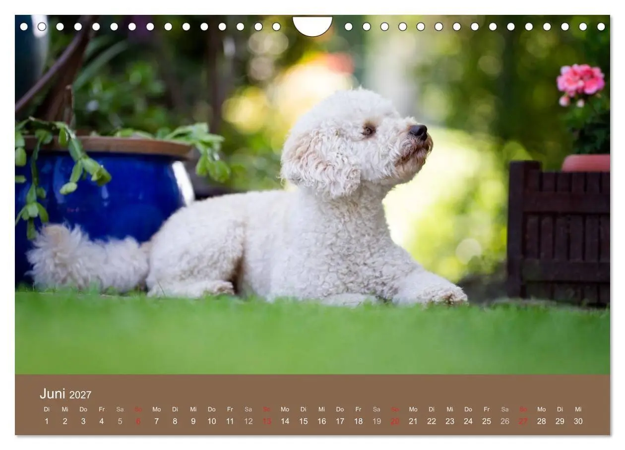 Bild: 9783594152072 | Pudel (Wandkalender 2027 DIN A4 quer), CALVENDO Monatskalender | Noack