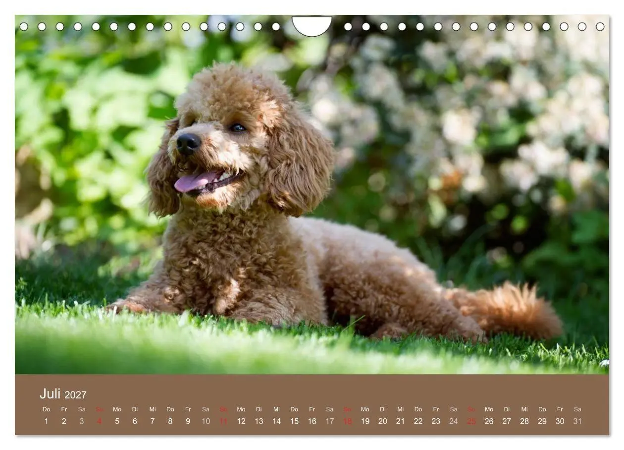Bild: 9783594152072 | Pudel (Wandkalender 2027 DIN A4 quer), CALVENDO Monatskalender | Noack