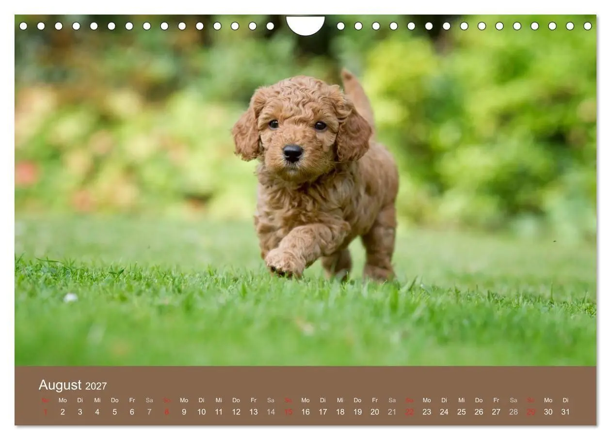 Bild: 9783594152072 | Pudel (Wandkalender 2027 DIN A4 quer), CALVENDO Monatskalender | Noack