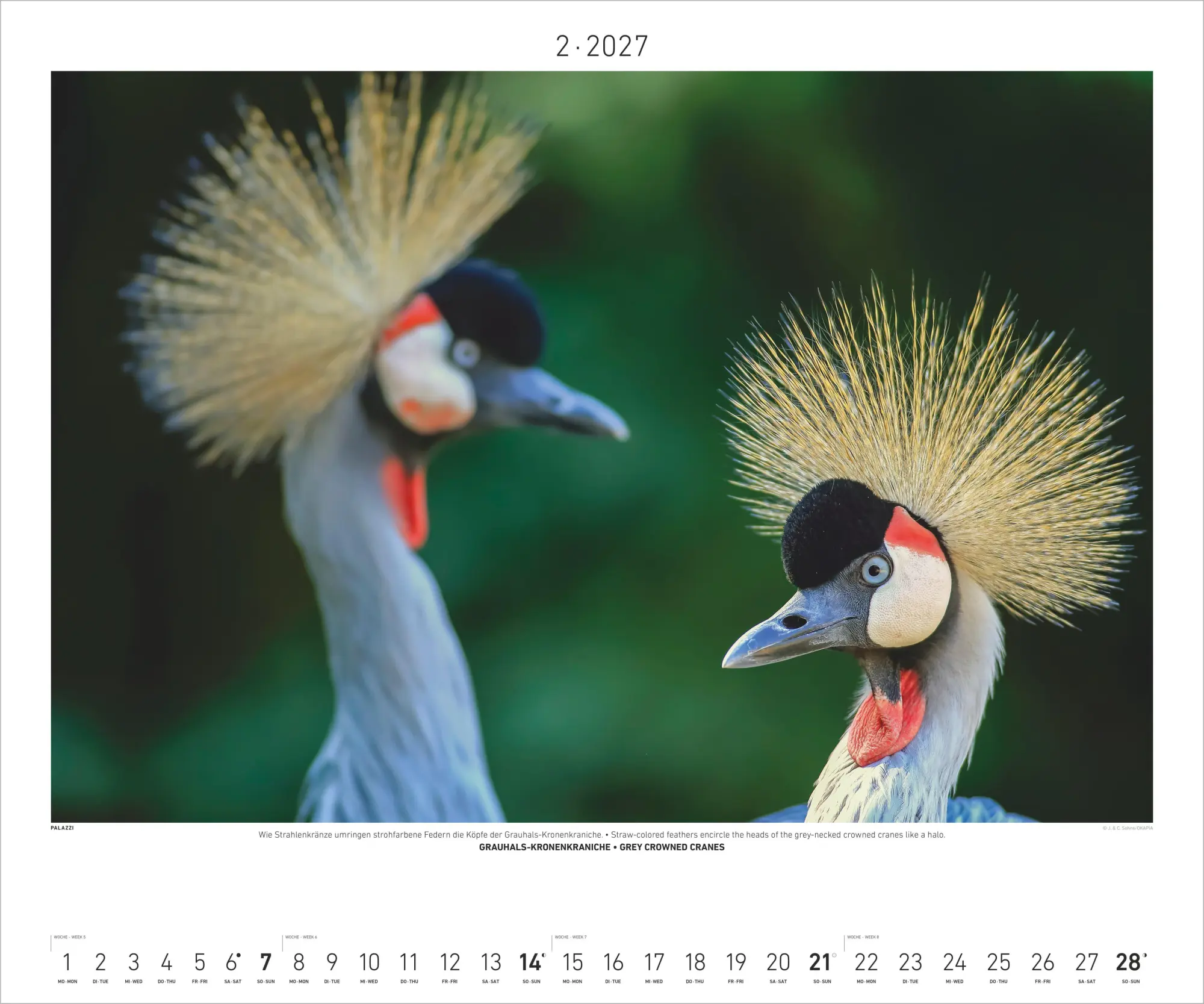 Bild: 4069095012172 | Hautnah - Afrikas Wildnis 2027 | Neumann Verlage GmbH &amp; Co KG | 14 S.