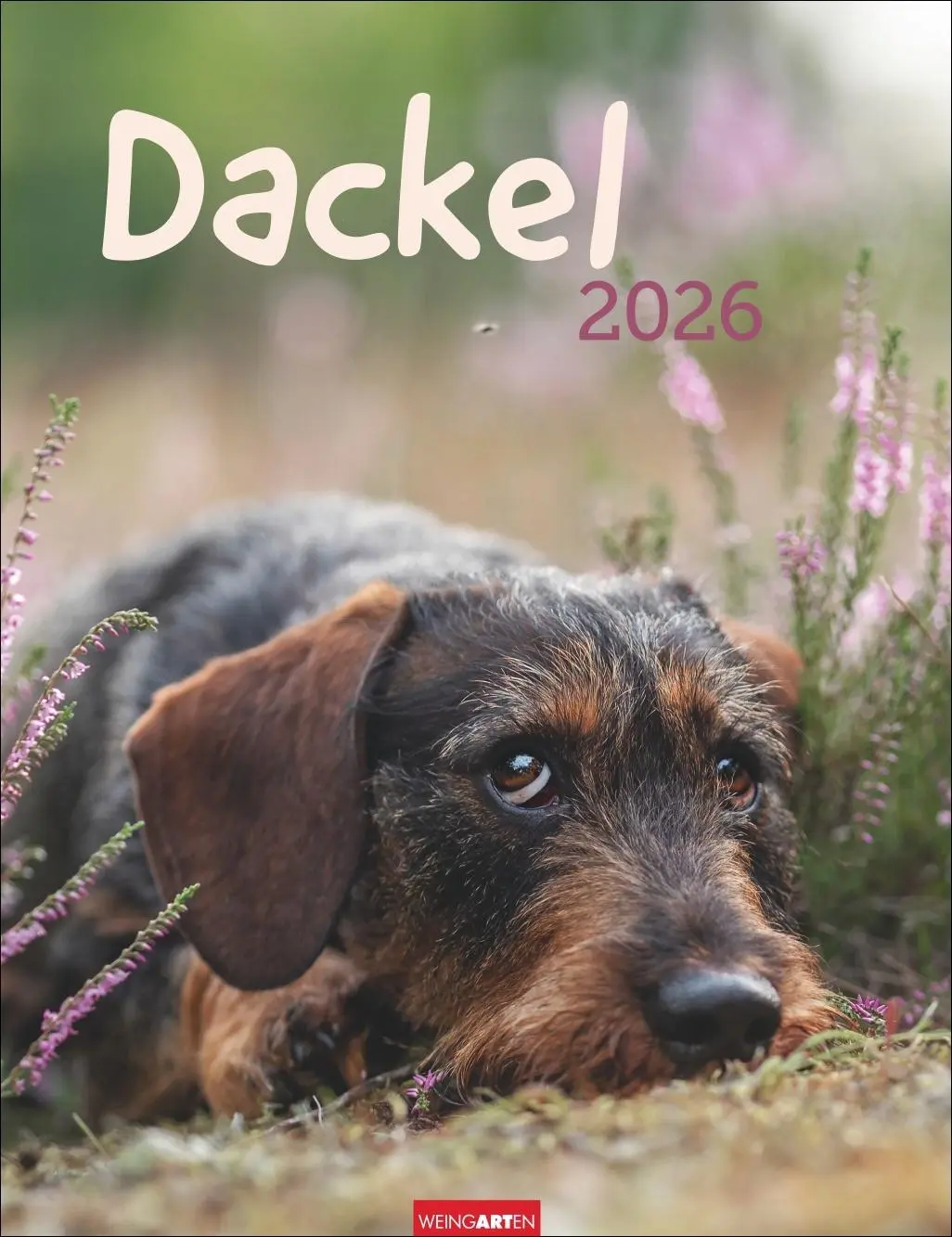Cover: 9783839902172 | Dackel Kalender 2026 | Kalender | Tierkalender Weingarten | 14 S.
