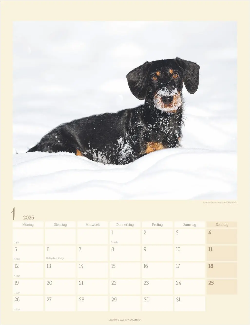 Bild: 9783839902172 | Dackel Kalender 2026 | Kalender | Tierkalender Weingarten | 14 S.