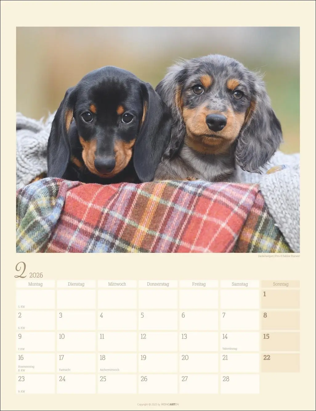 Bild: 9783839902172 | Dackel Kalender 2026 | Kalender | Tierkalender Weingarten | 14 S.