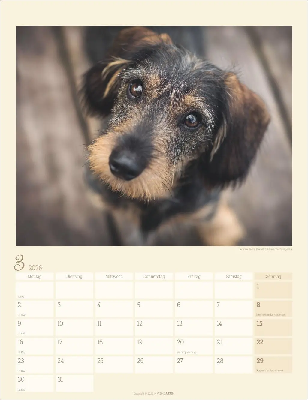 Bild: 9783839902172 | Dackel Kalender 2026 | Kalender | Tierkalender Weingarten | 14 S.