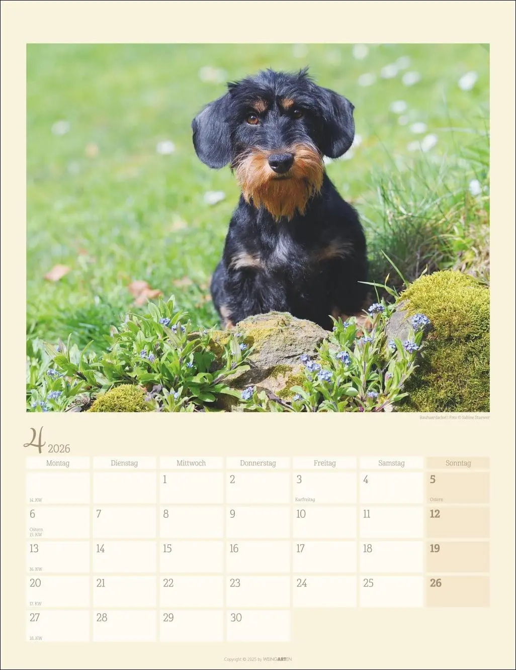 Bild: 9783839902172 | Dackel Kalender 2026 | Kalender | Tierkalender Weingarten | 14 S.