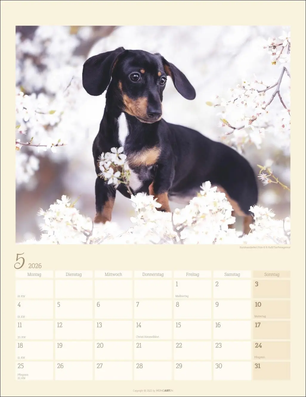 Bild: 9783839902172 | Dackel Kalender 2026 | Kalender | Tierkalender Weingarten | 14 S.