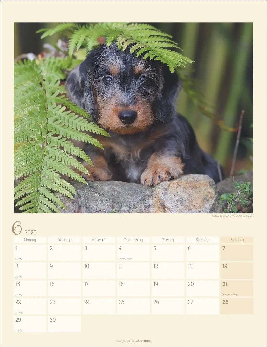 Bild: 9783839902172 | Dackel Kalender 2026 | Kalender | Tierkalender Weingarten | 14 S.