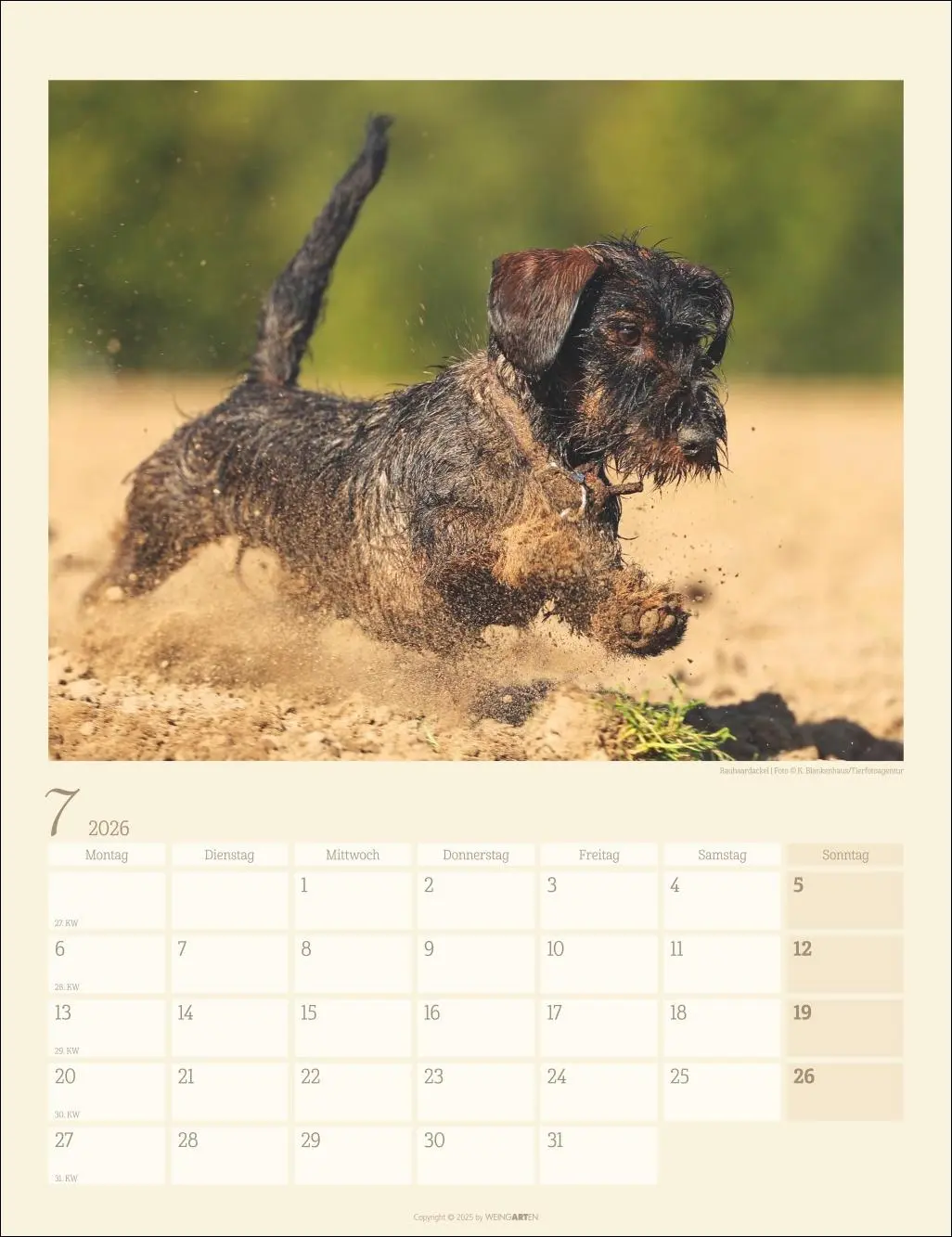 Bild: 9783839902172 | Dackel Kalender 2026 | Kalender | Tierkalender Weingarten | 14 S.