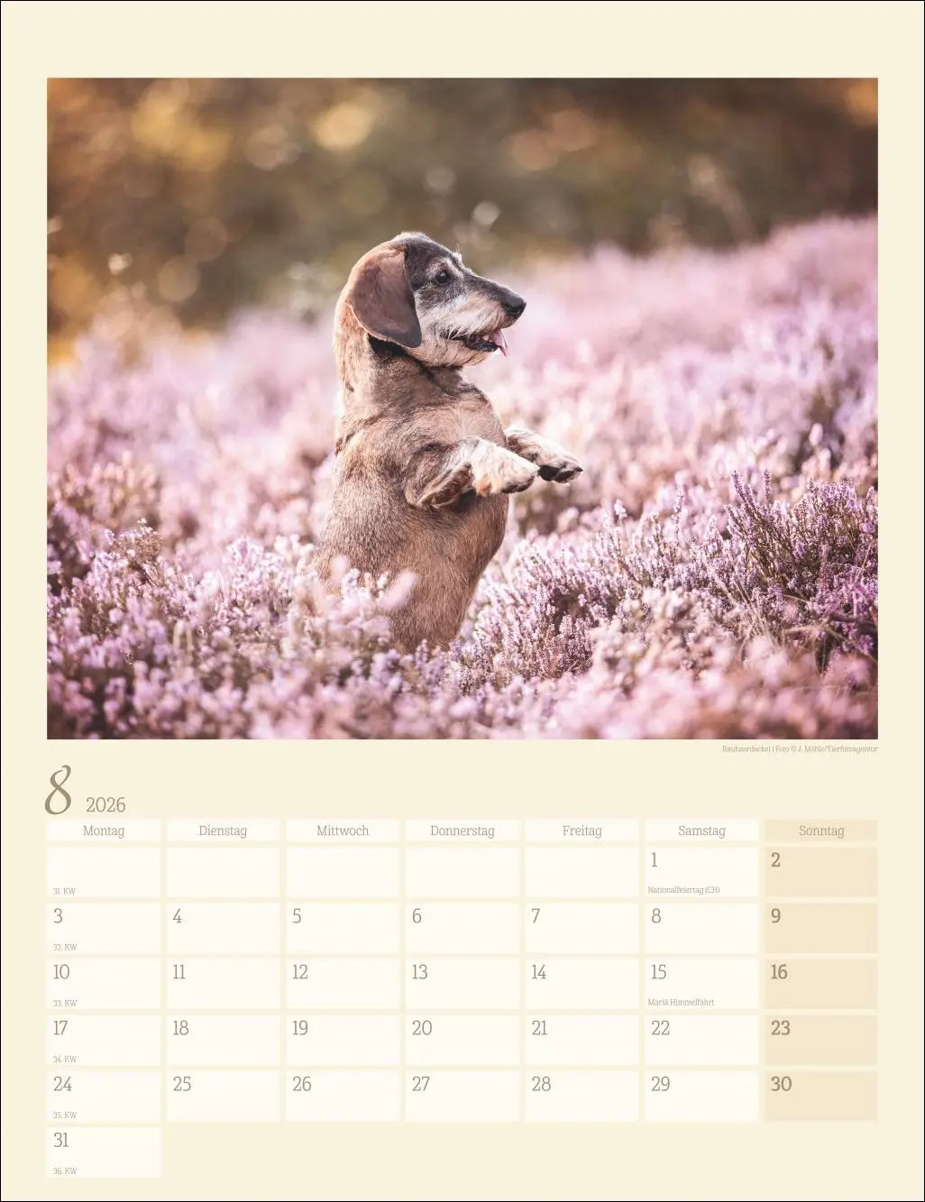 Bild: 9783839902172 | Dackel Kalender 2026 | Kalender | Tierkalender Weingarten | 14 S.