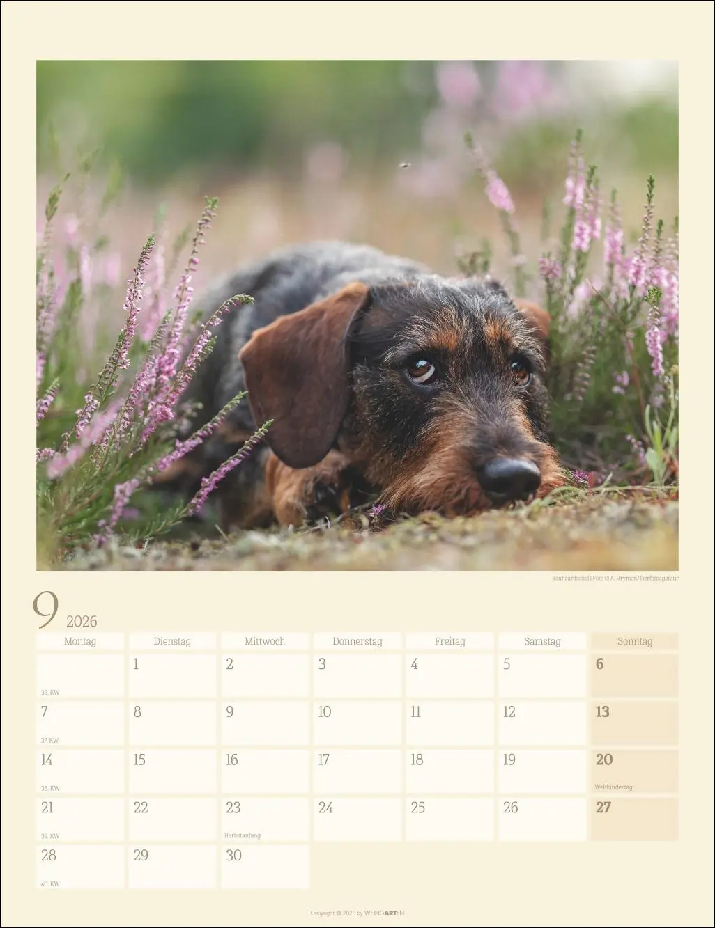 Bild: 9783839902172 | Dackel Kalender 2026 | Kalender | Tierkalender Weingarten | 14 S.