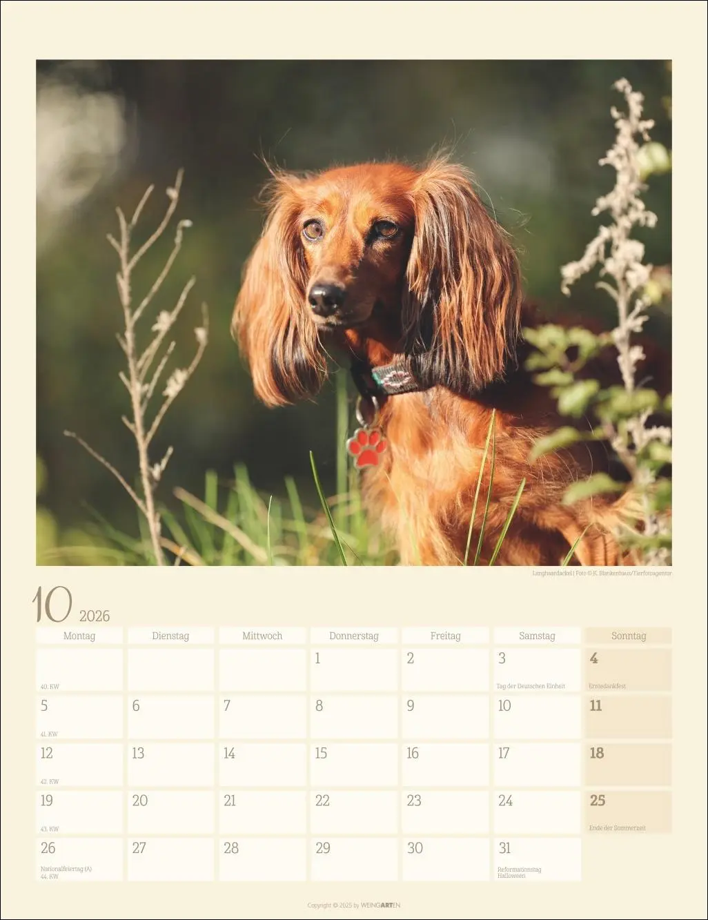Bild: 9783839902172 | Dackel Kalender 2026 | Kalender | Tierkalender Weingarten | 14 S.