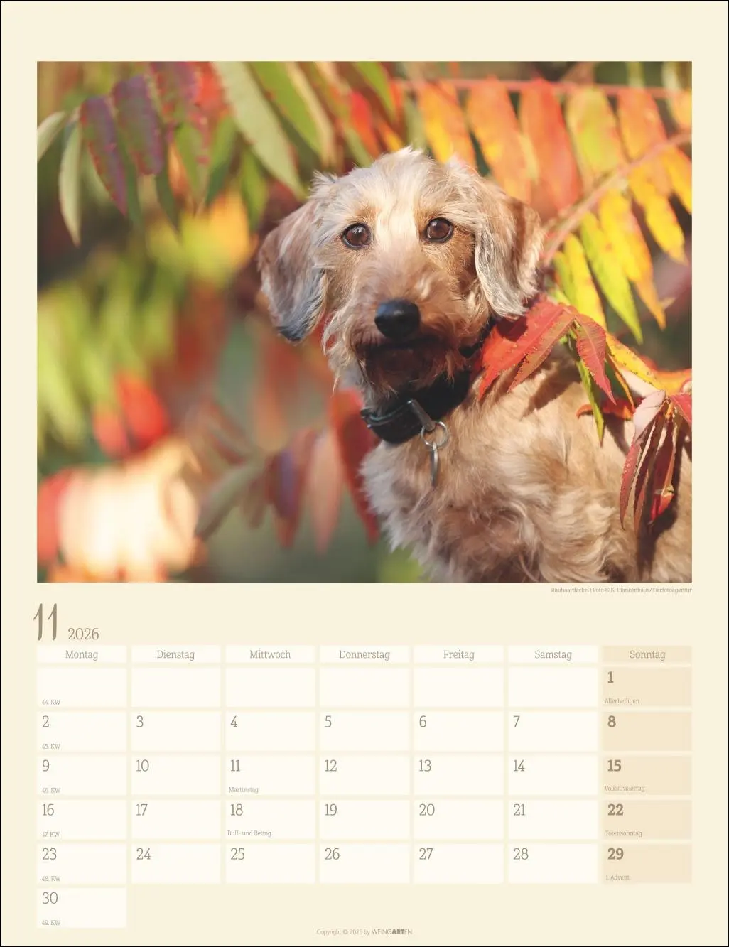 Bild: 9783839902172 | Dackel Kalender 2026 | Kalender | Tierkalender Weingarten | 14 S.