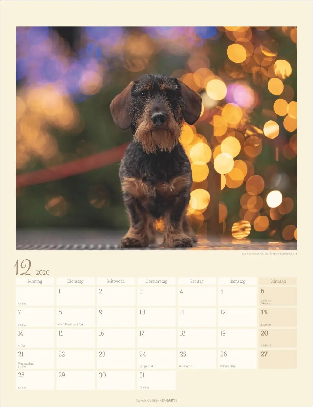 Bild: 9783839902172 | Dackel Kalender 2026 | Kalender | Tierkalender Weingarten | 14 S.