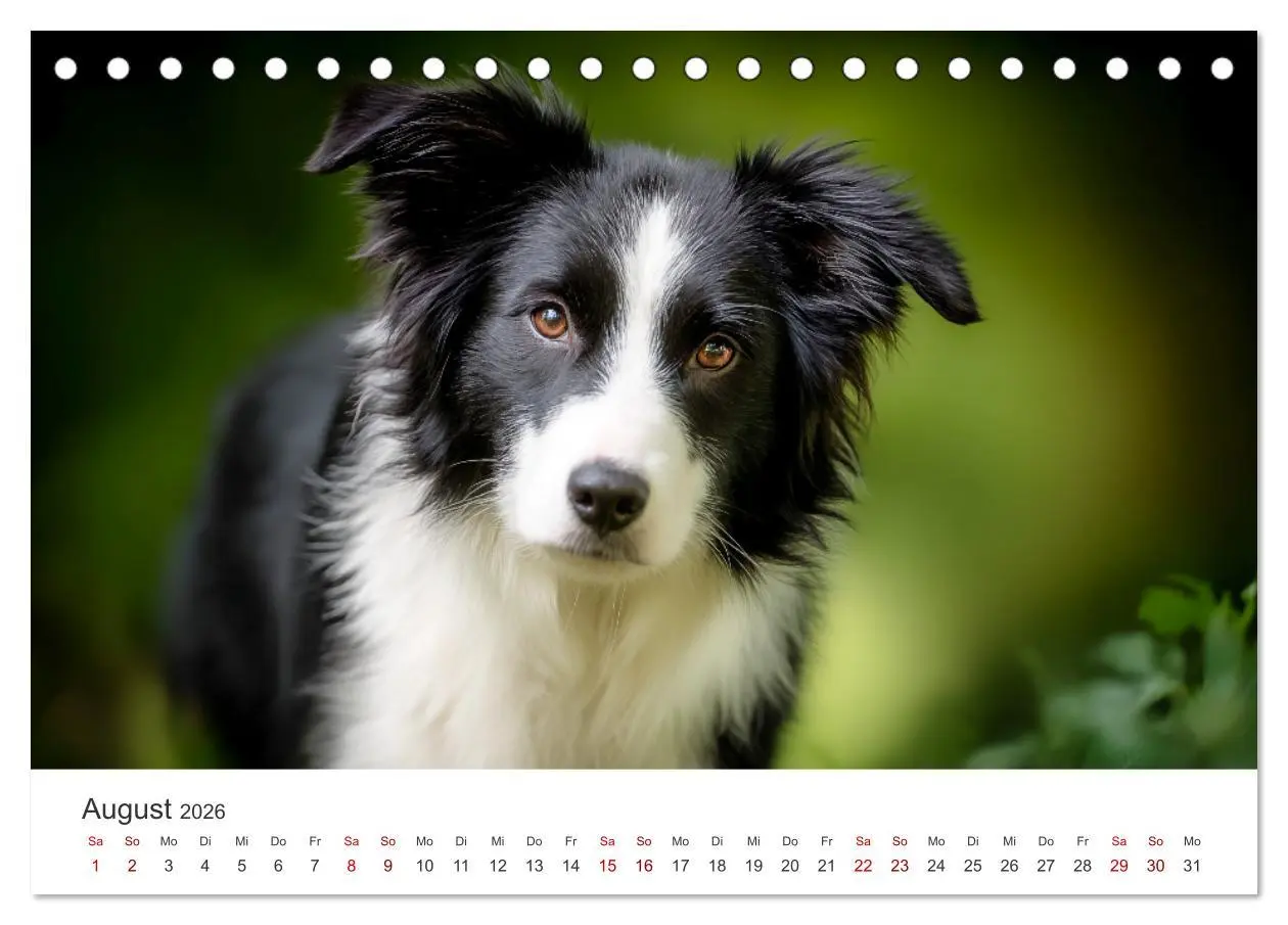 Bild: 9783516602272 | Schön, schlau, schnell! - Der Border Collie - Kalender...