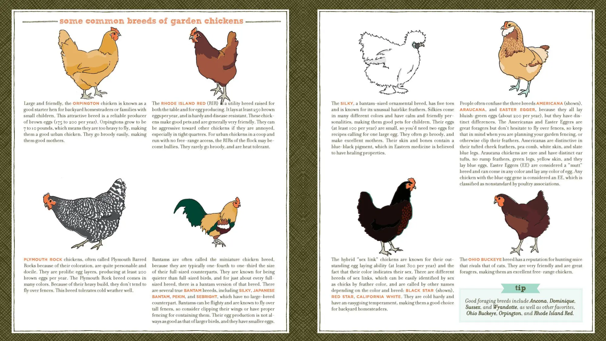 Bild: 9781604692372 | Free-Range Chicken Gardens | Jessi Bloom | Taschenbuch | Englisch