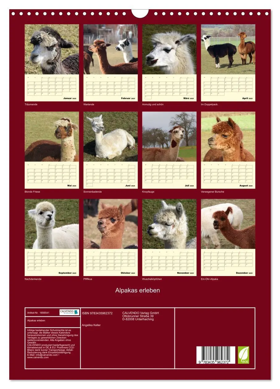 Bild: 9783435962372 | Alpakas erleben (Wandkalender 2025 DIN A3 hoch), CALVENDO...