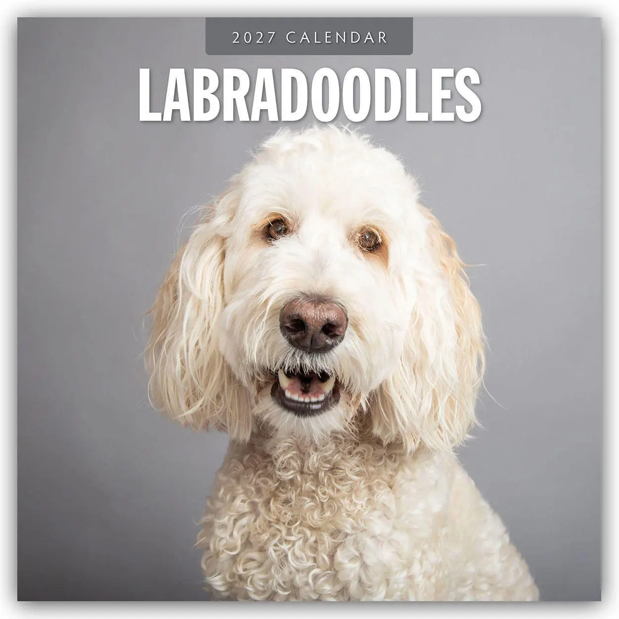 Cover: 9781837012572 | Labradoodles - Labradoodle 2027 - 16-Monatskalender | Robin Red | 2027