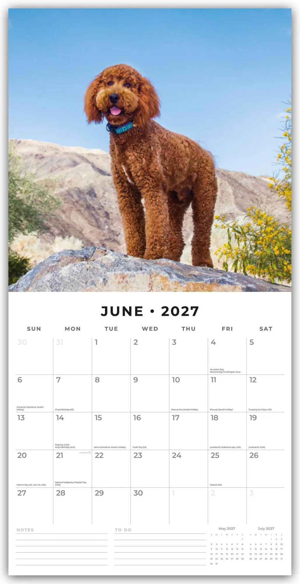 Bild: 9781837012572 | Labradoodles - Labradoodle 2027 - 16-Monatskalender | Robin Red | 2027