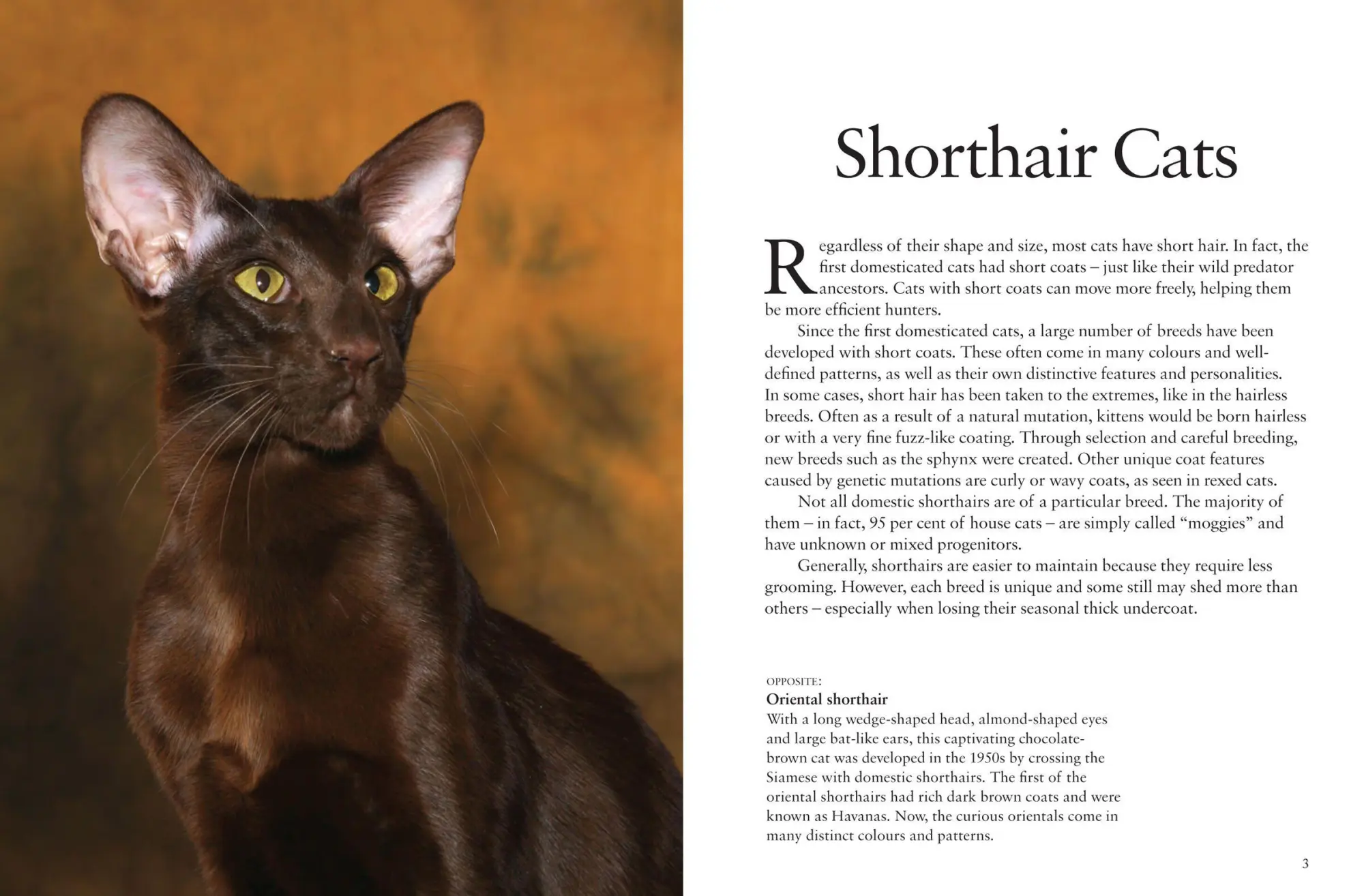 Bild: 9781838862572 | Cats | A Celebration of Our Feline Friends | Julianna Photopoulos