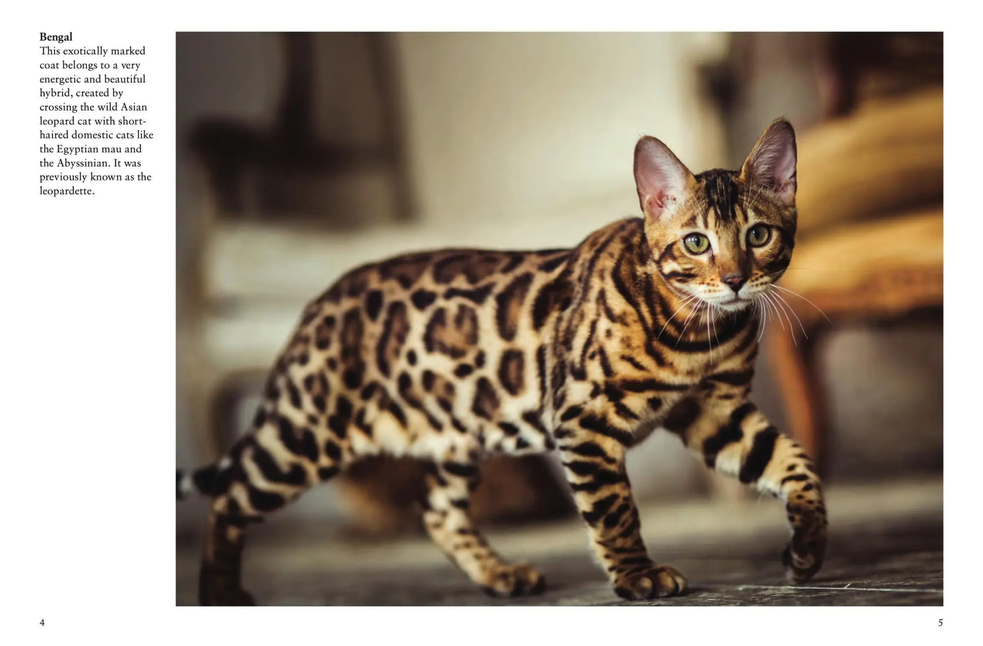 Bild: 9781838862572 | Cats | A Celebration of Our Feline Friends | Julianna Photopoulos
