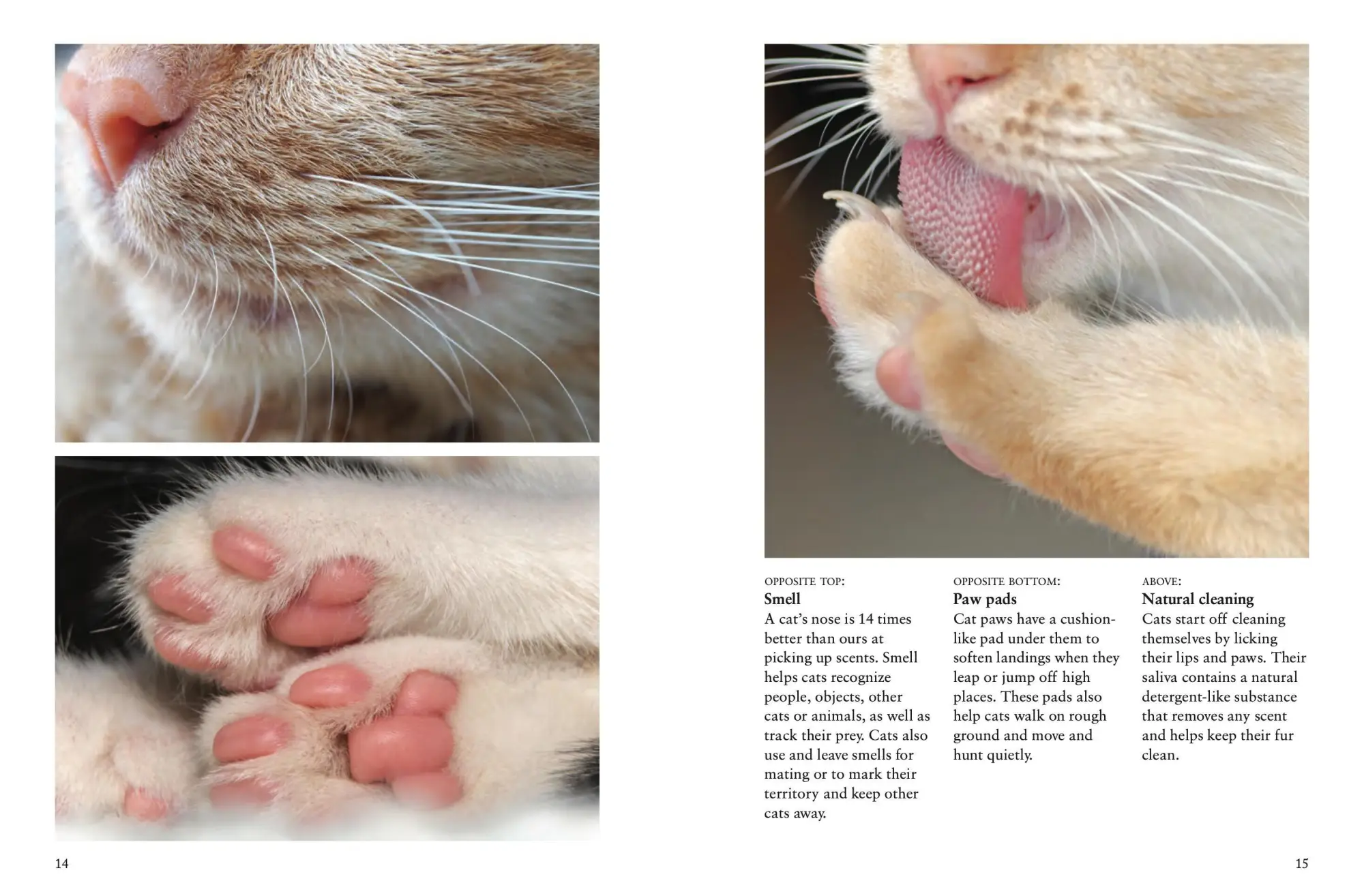 Bild: 9781838862572 | Cats | A Celebration of Our Feline Friends | Julianna Photopoulos