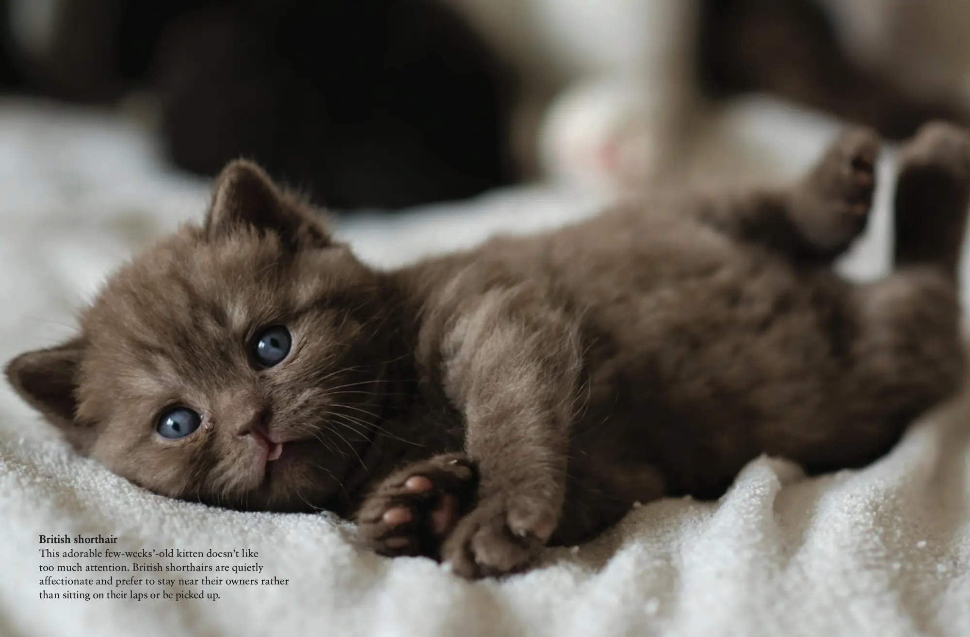 Bild: 9781838862572 | Cats | A Celebration of Our Feline Friends | Julianna Photopoulos