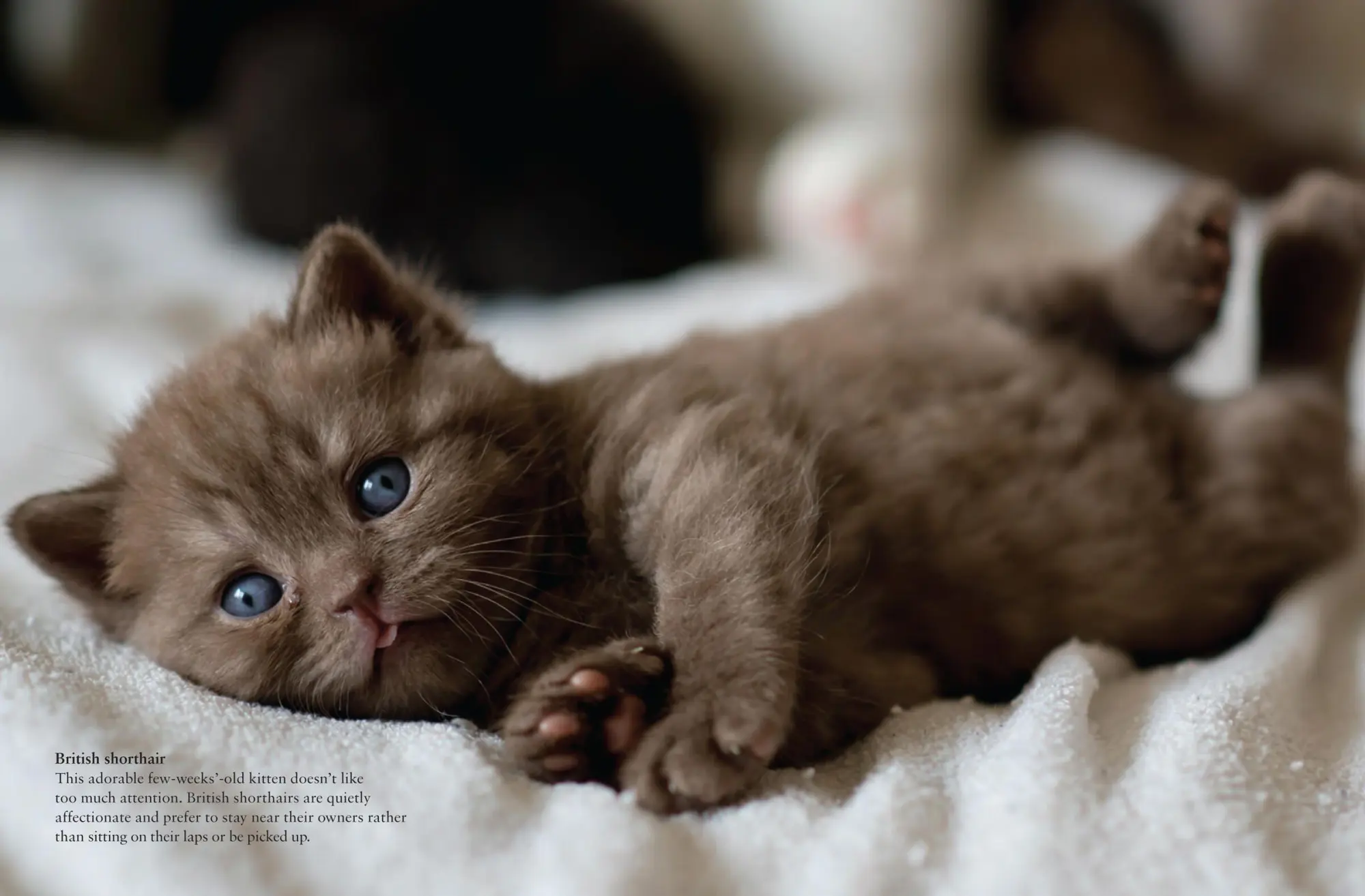 Bild: 9781838862572 | Cats | A Celebration of Our Feline Friends | Julianna Photopoulos