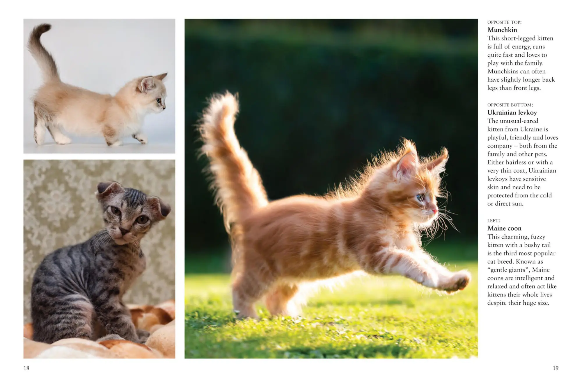 Bild: 9781838862572 | Cats | A Celebration of Our Feline Friends | Julianna Photopoulos