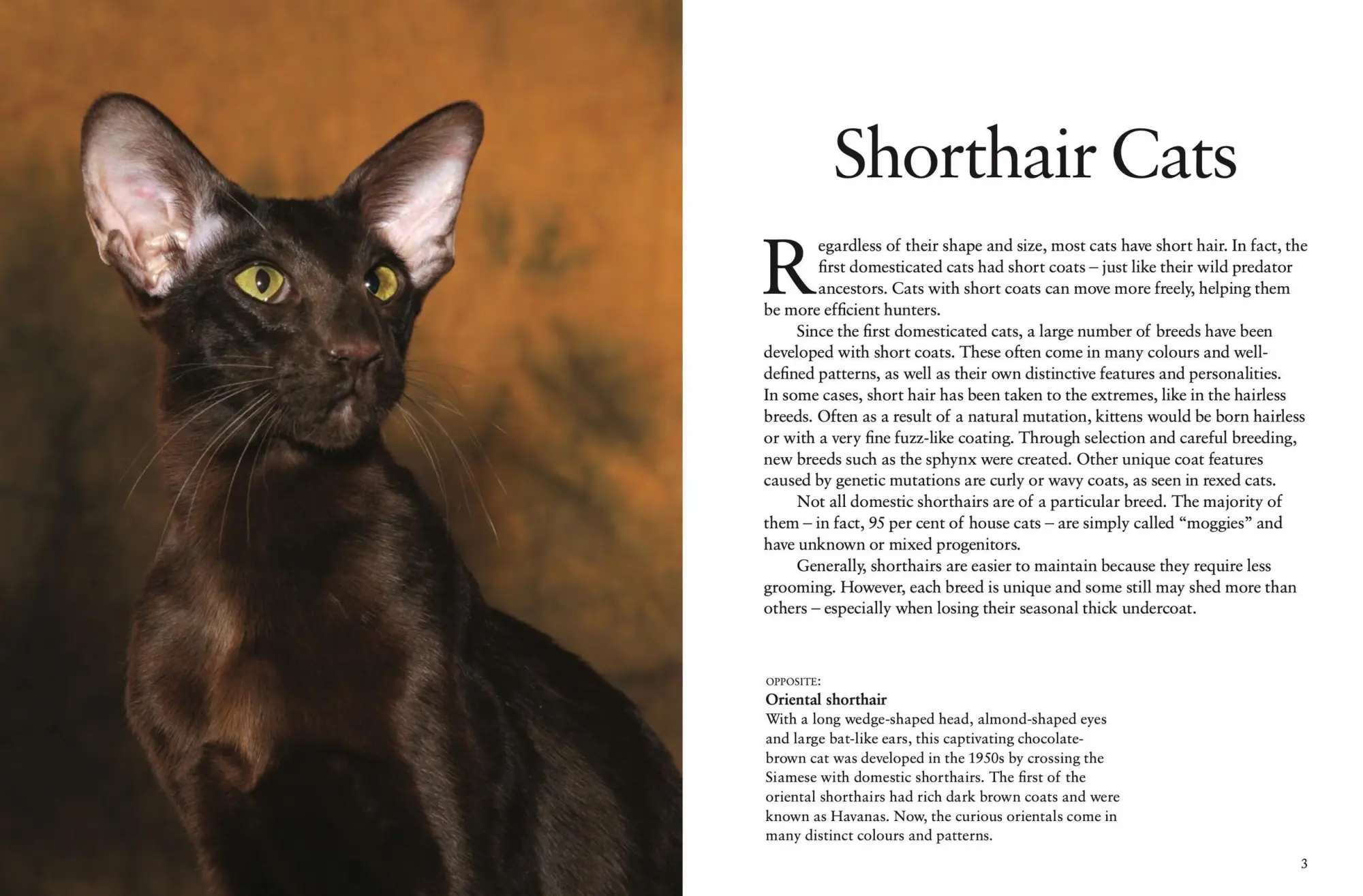 Bild: 9781838862572 | Cats | A Celebration of Our Feline Friends | Julianna Photopoulos