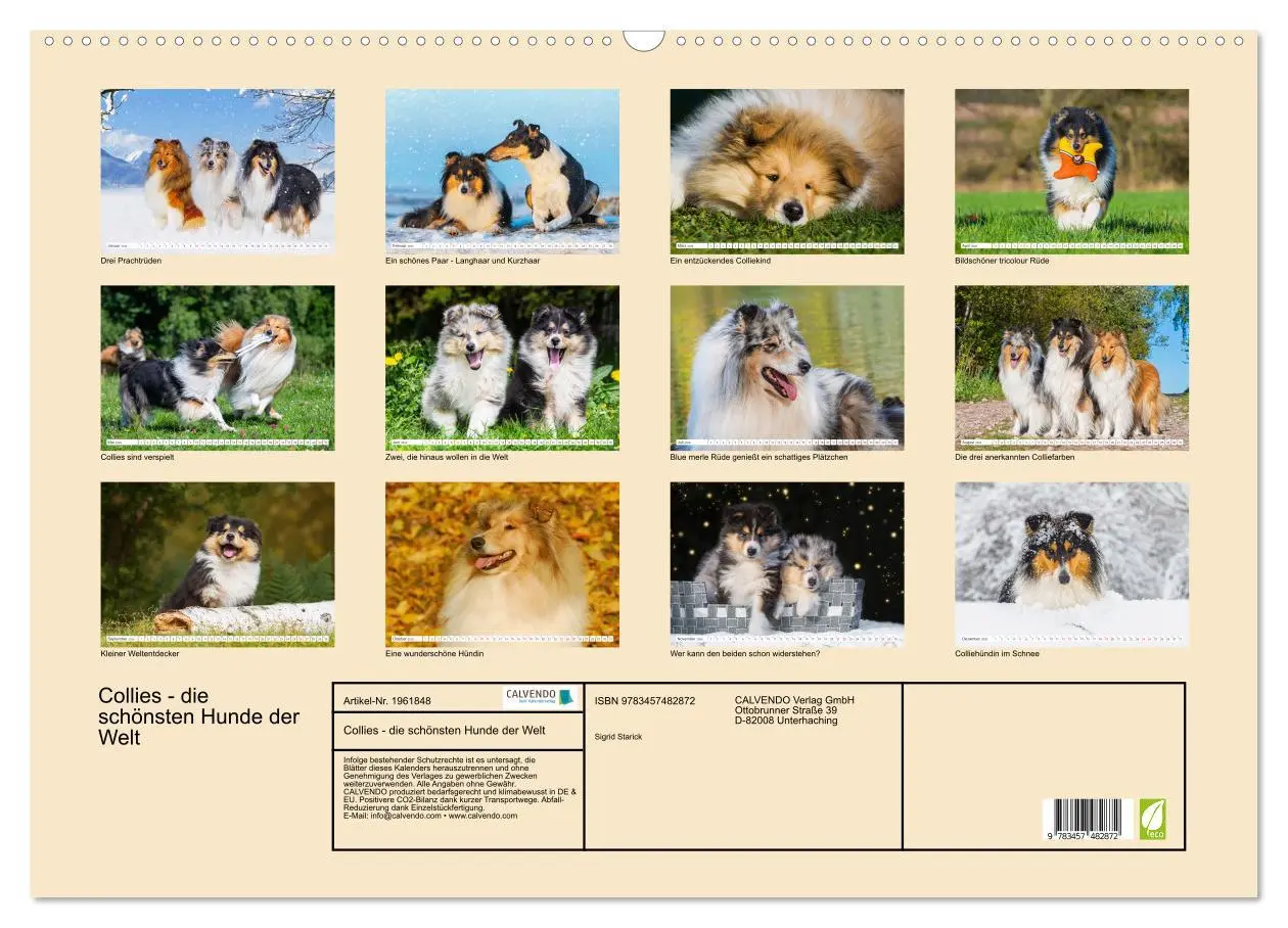 Bild: 9783457482872 | Collies - die schönsten Hunde der Welt (Wandkalender 2026 DIN A2...