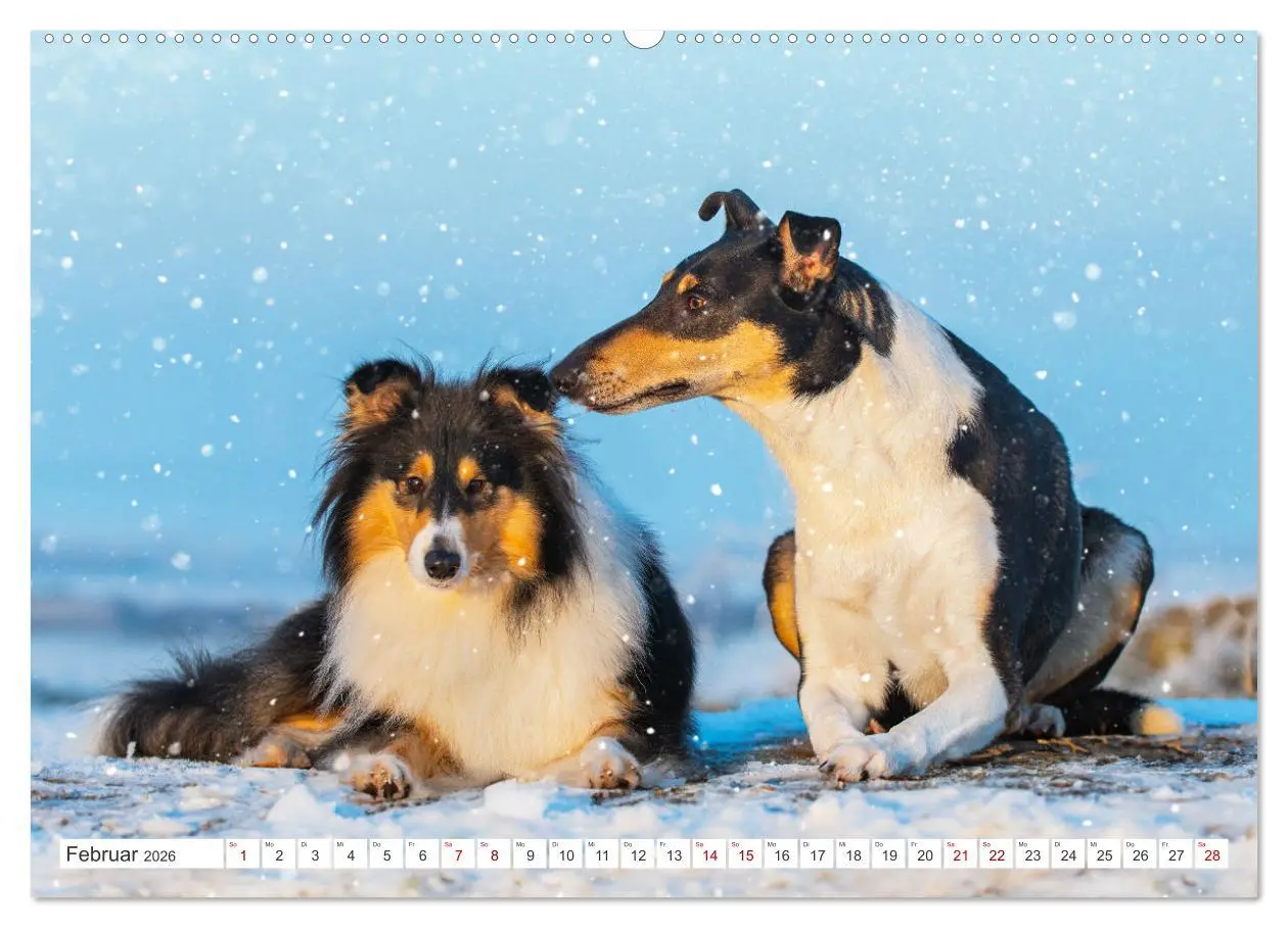 Bild: 9783457482872 | Collies - die schönsten Hunde der Welt (Wandkalender 2026 DIN A2...