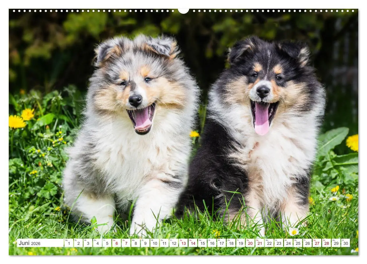 Bild: 9783457482872 | Collies - die schönsten Hunde der Welt (Wandkalender 2026 DIN A2...