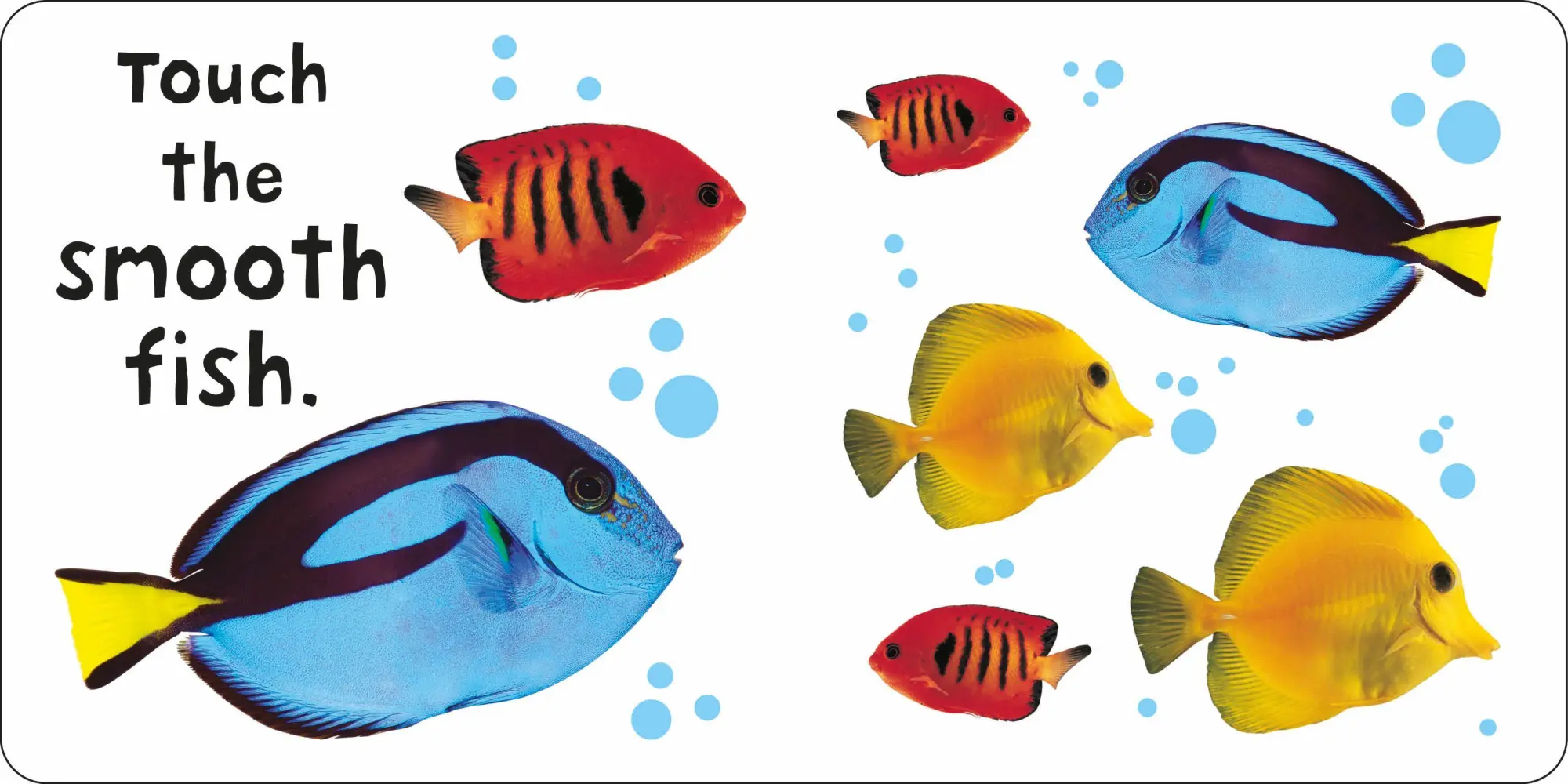 Bild: 9781838992972 | See, Touch, Feel: Animals | Priddy Books (u. a.) | Buch | Englisch