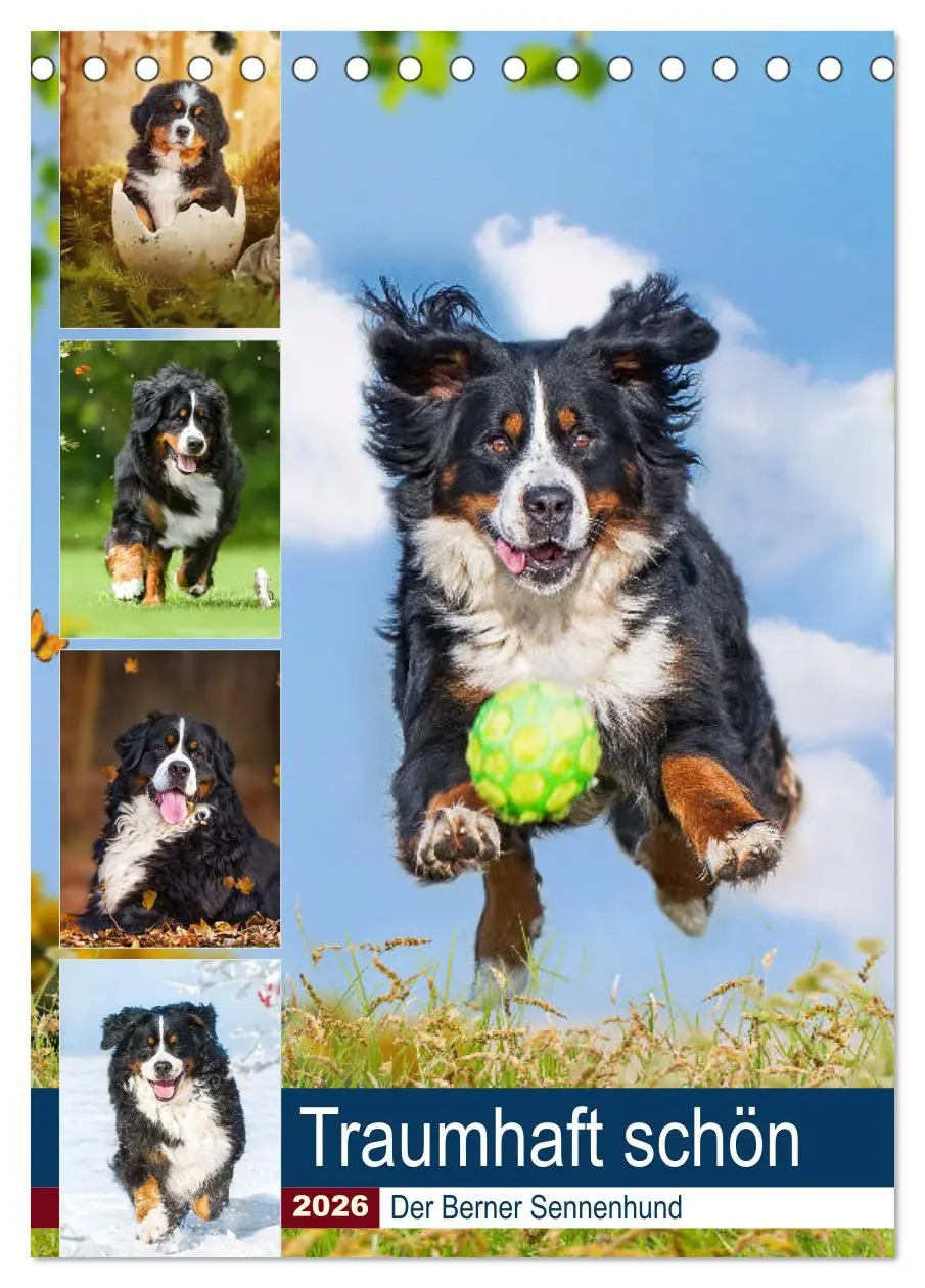 Cover: 9783516373172 | Traumhaft schön - Der Berner Sennenhund (Tischkalender 2026 DIN A5...