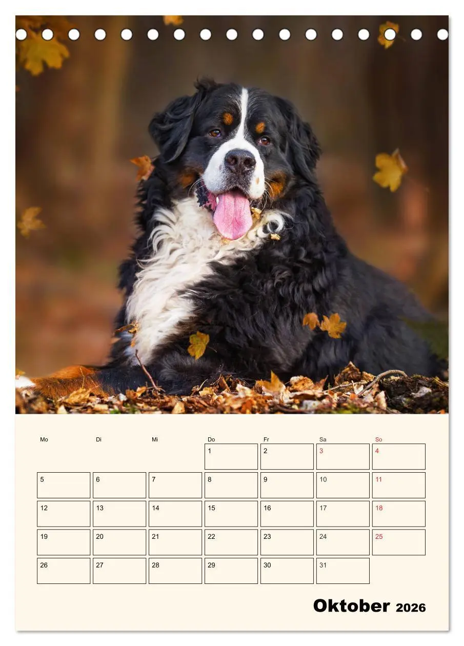 Bild: 9783516373172 | Traumhaft schön - Der Berner Sennenhund (Tischkalender 2026 DIN A5...
