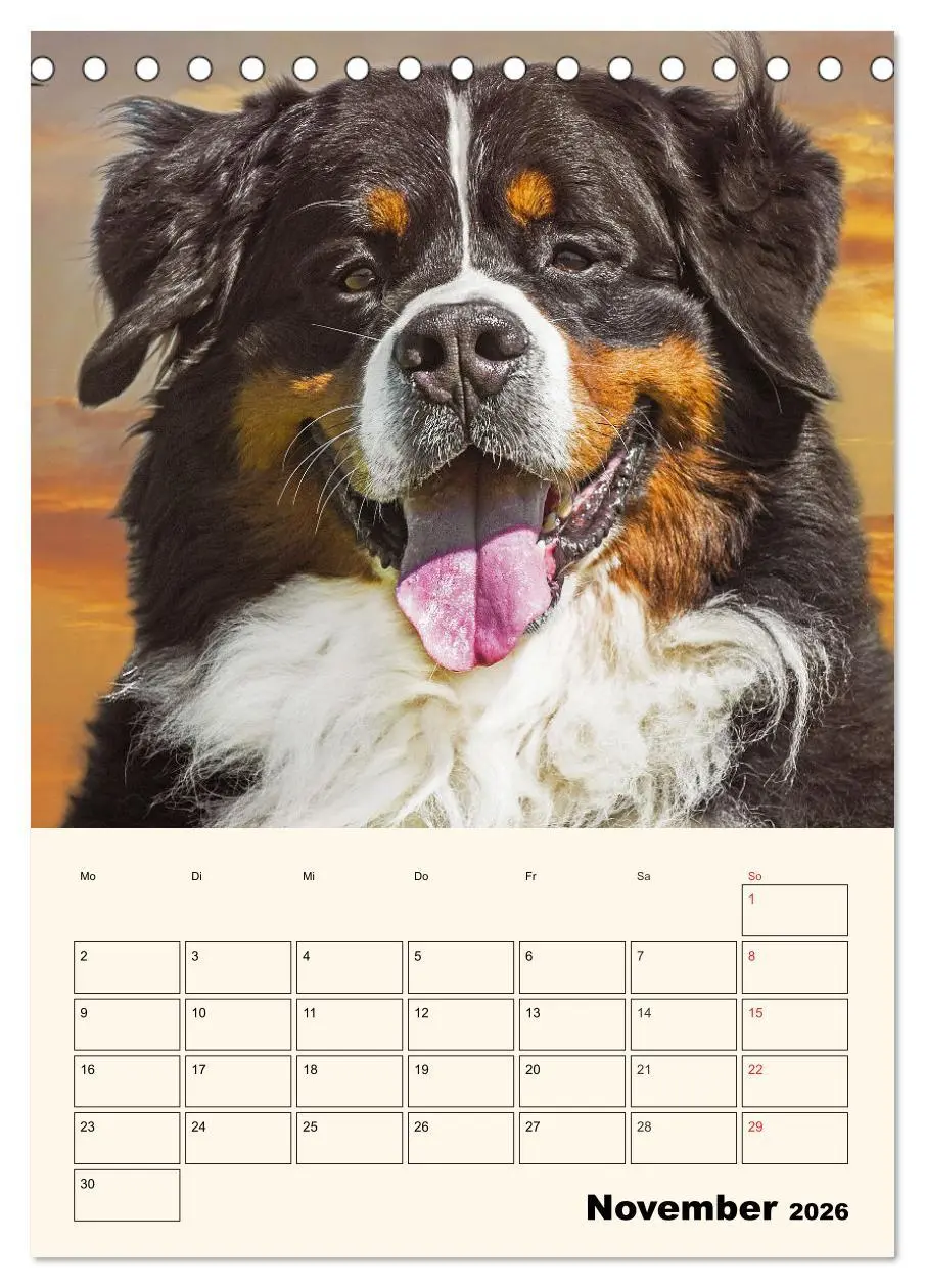 Bild: 9783516373172 | Traumhaft schön - Der Berner Sennenhund (Tischkalender 2026 DIN A5...