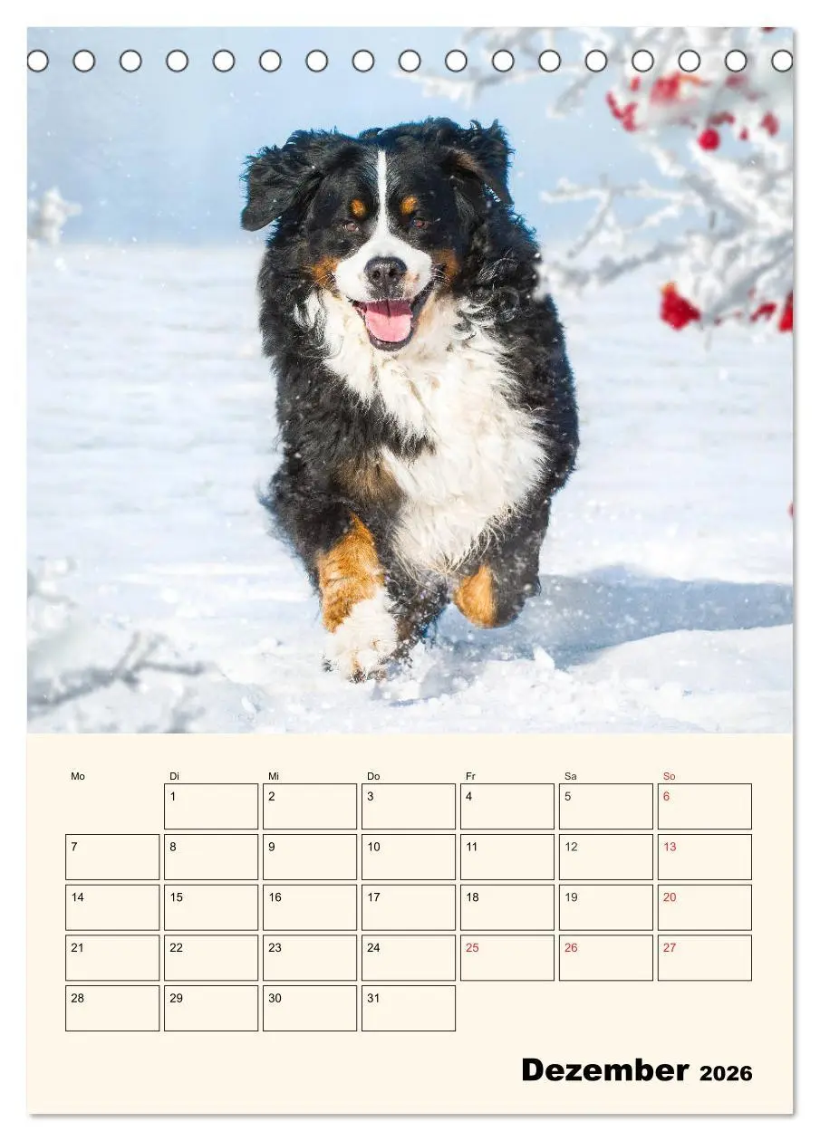 Bild: 9783516373172 | Traumhaft schön - Der Berner Sennenhund (Tischkalender 2026 DIN A5...