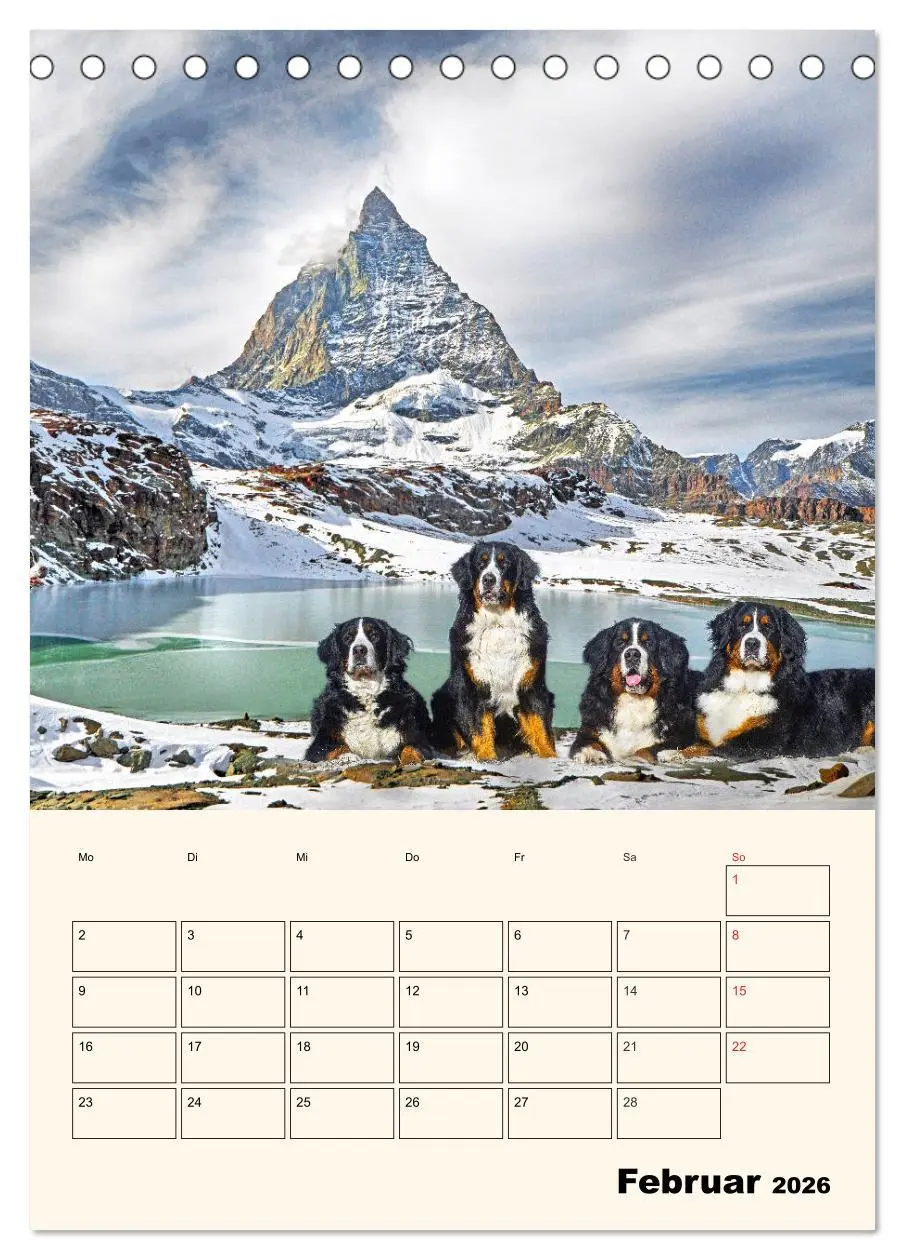 Bild: 9783516373172 | Traumhaft schön - Der Berner Sennenhund (Tischkalender 2026 DIN A5...