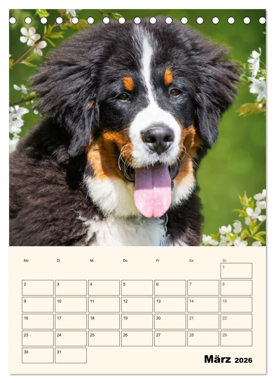Bild: 9783516373172 | Traumhaft schön - Der Berner Sennenhund (Tischkalender 2026 DIN A5...
