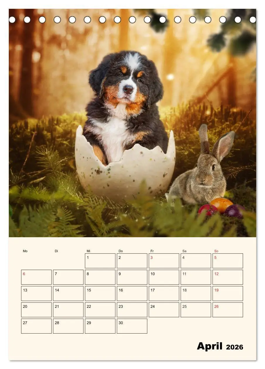 Bild: 9783516373172 | Traumhaft schön - Der Berner Sennenhund (Tischkalender 2026 DIN A5...