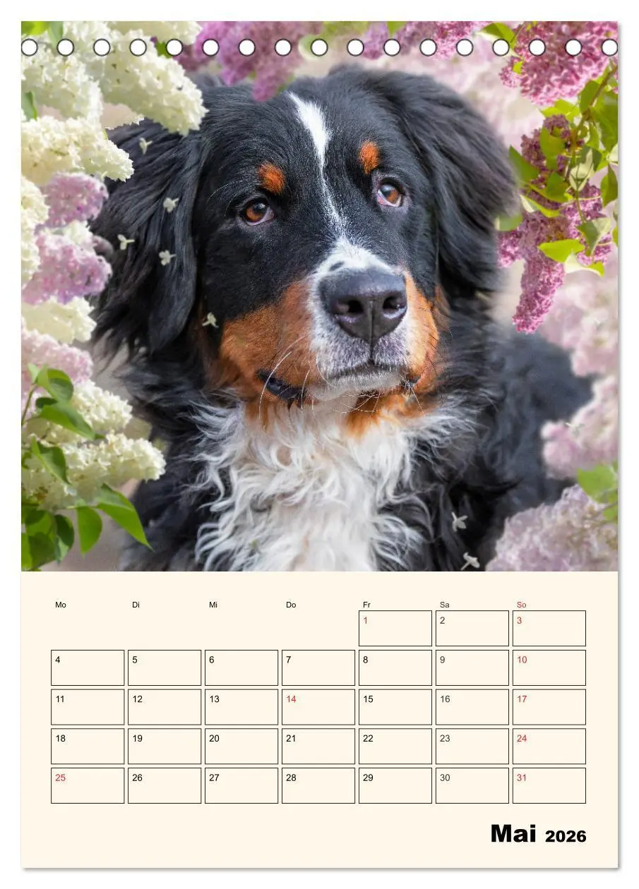 Bild: 9783516373172 | Traumhaft schön - Der Berner Sennenhund (Tischkalender 2026 DIN A5...