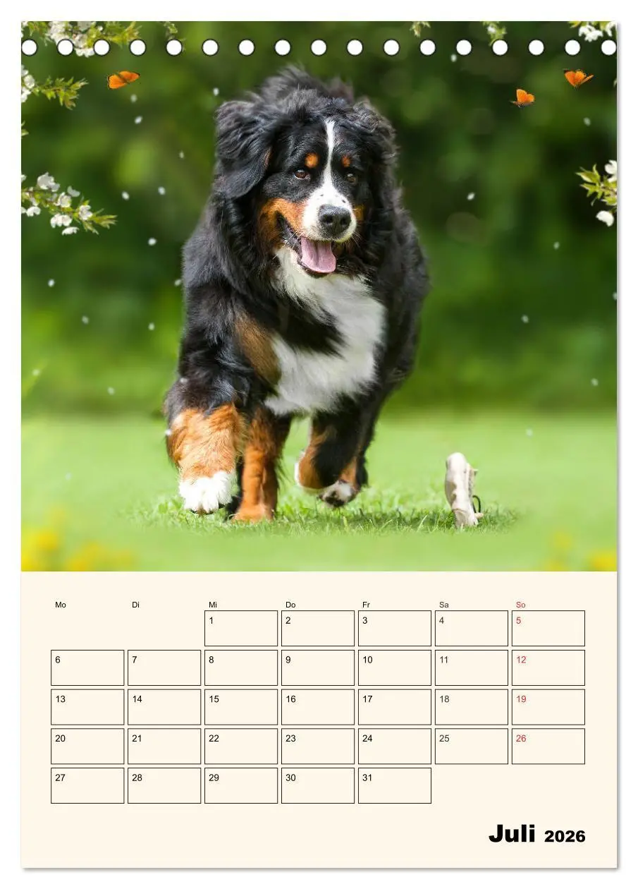 Bild: 9783516373172 | Traumhaft schön - Der Berner Sennenhund (Tischkalender 2026 DIN A5...