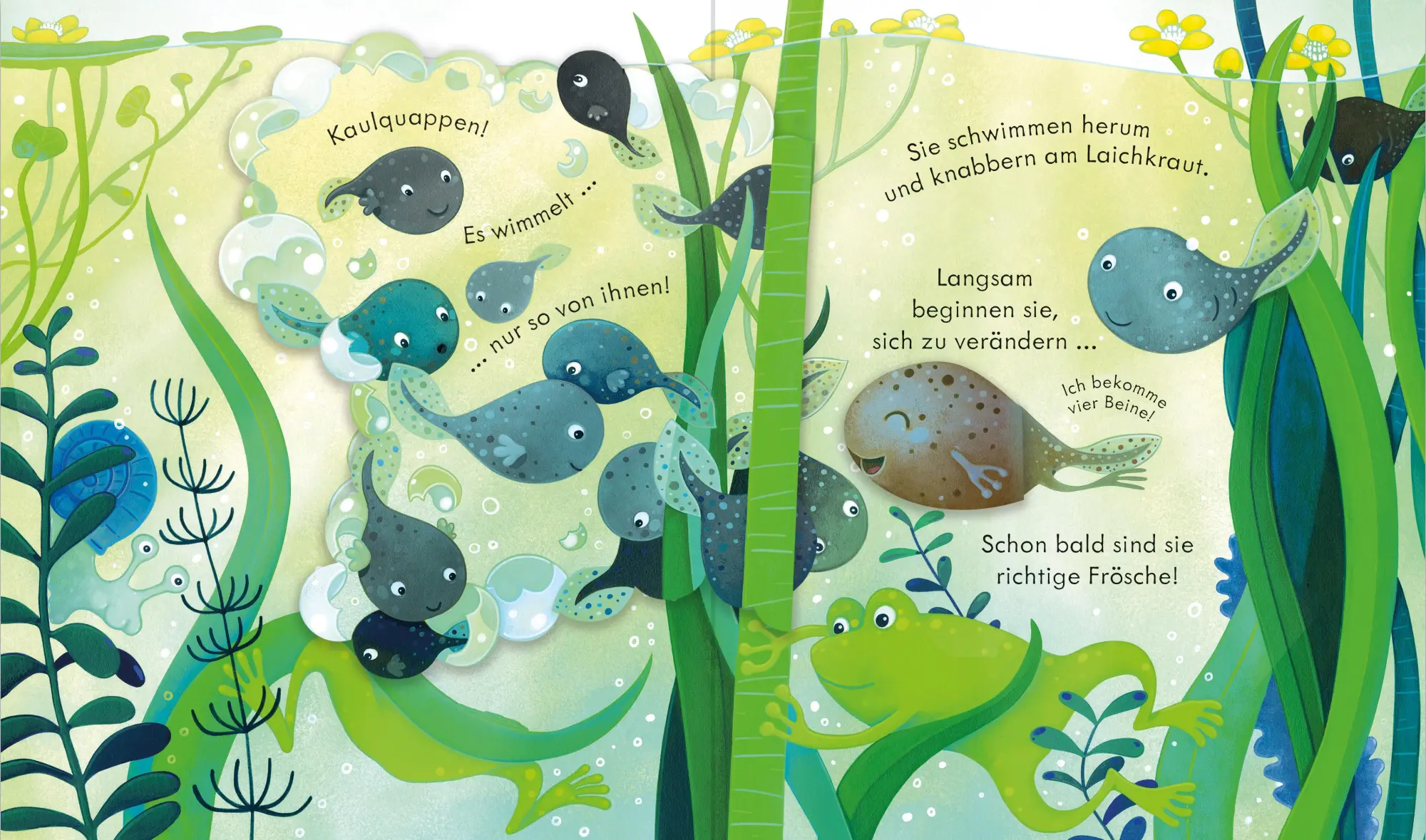 Bild: 9781035703272 | Guck mal, wer da ist! Das Leben im Teich | Anna Milbourne | Buch