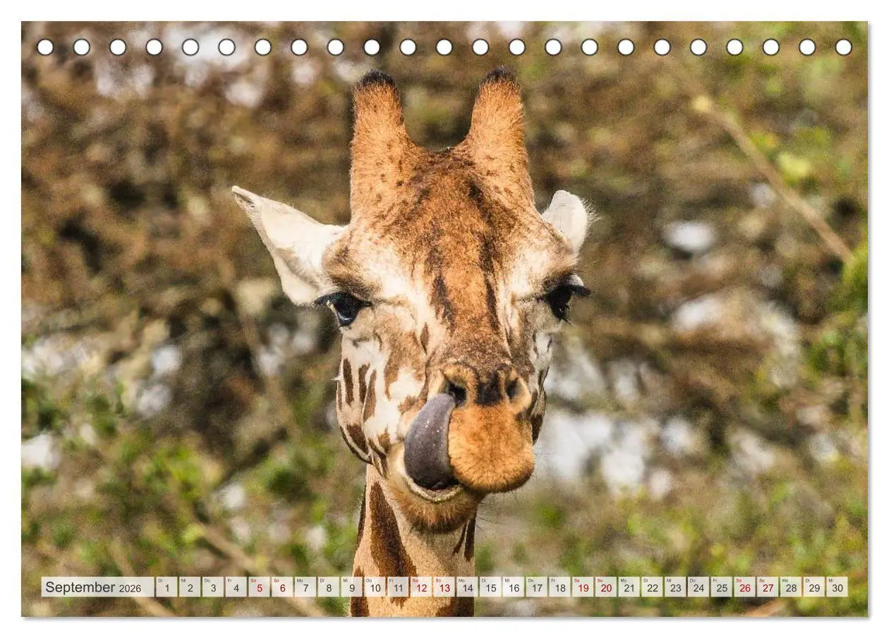 Bild: 9783457573372 | Uganda - ein Land der Vielfalt (Tischkalender 2026 DIN A5 quer),...