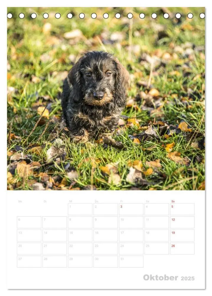 Bild: 9783457013472 | Der Dackel - mein kleiner Freund (Tischkalender 2025 DIN A5 hoch),...