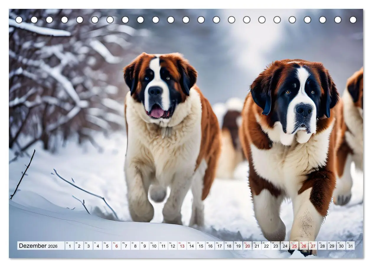 Bild: 9783457323472 | Gigant Bernhardiner (Tischkalender 2026 DIN A5 quer), CALVENDO...