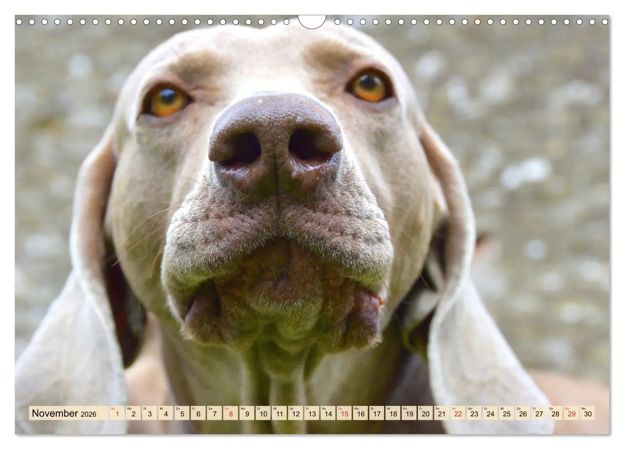 Bild: 9783457633472 | Weimaraner. Edel, elegant und klug (Wandkalender 2026 DIN A3 quer),...