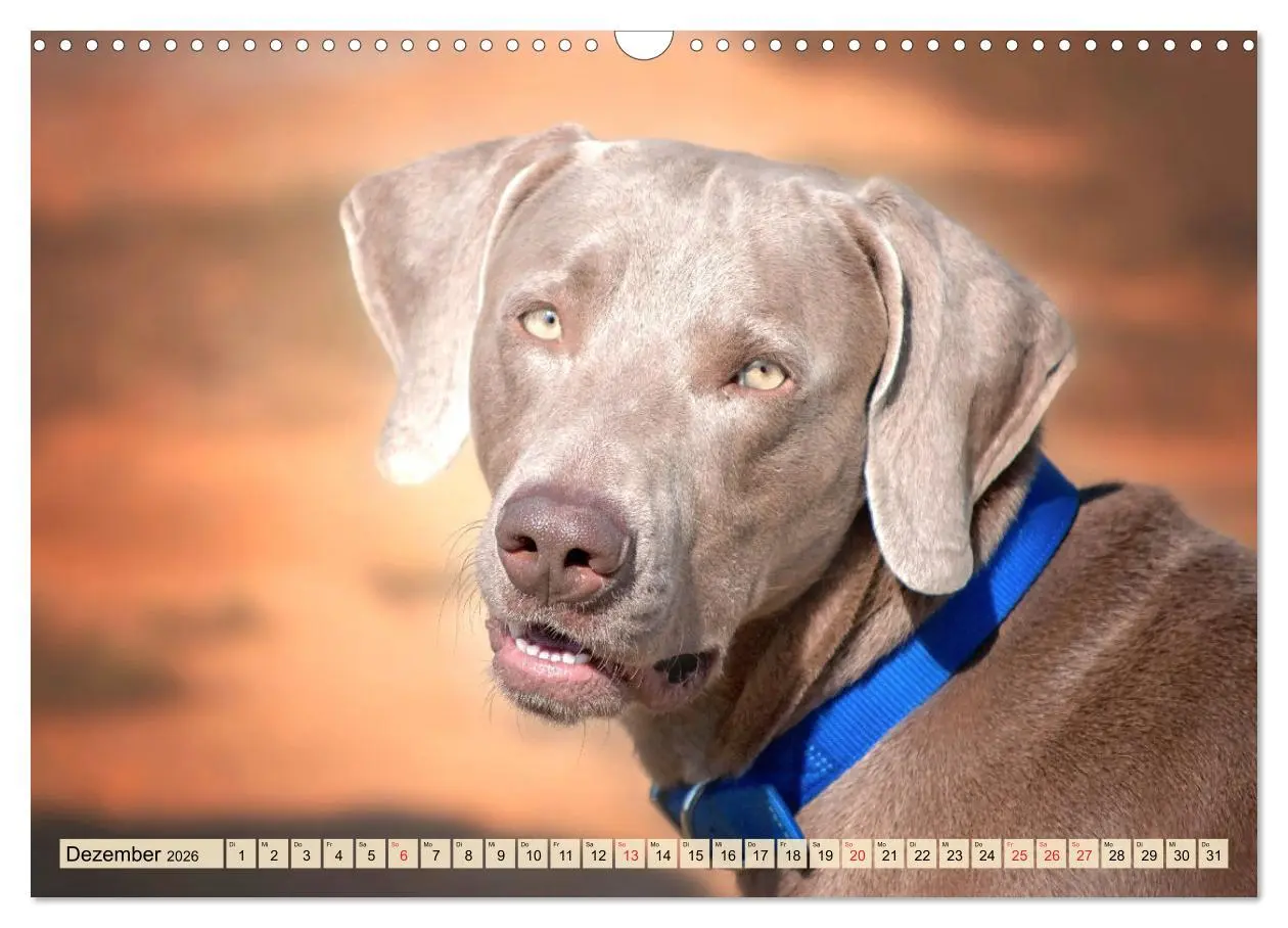 Bild: 9783457633472 | Weimaraner. Edel, elegant und klug (Wandkalender 2026 DIN A3 quer),...
